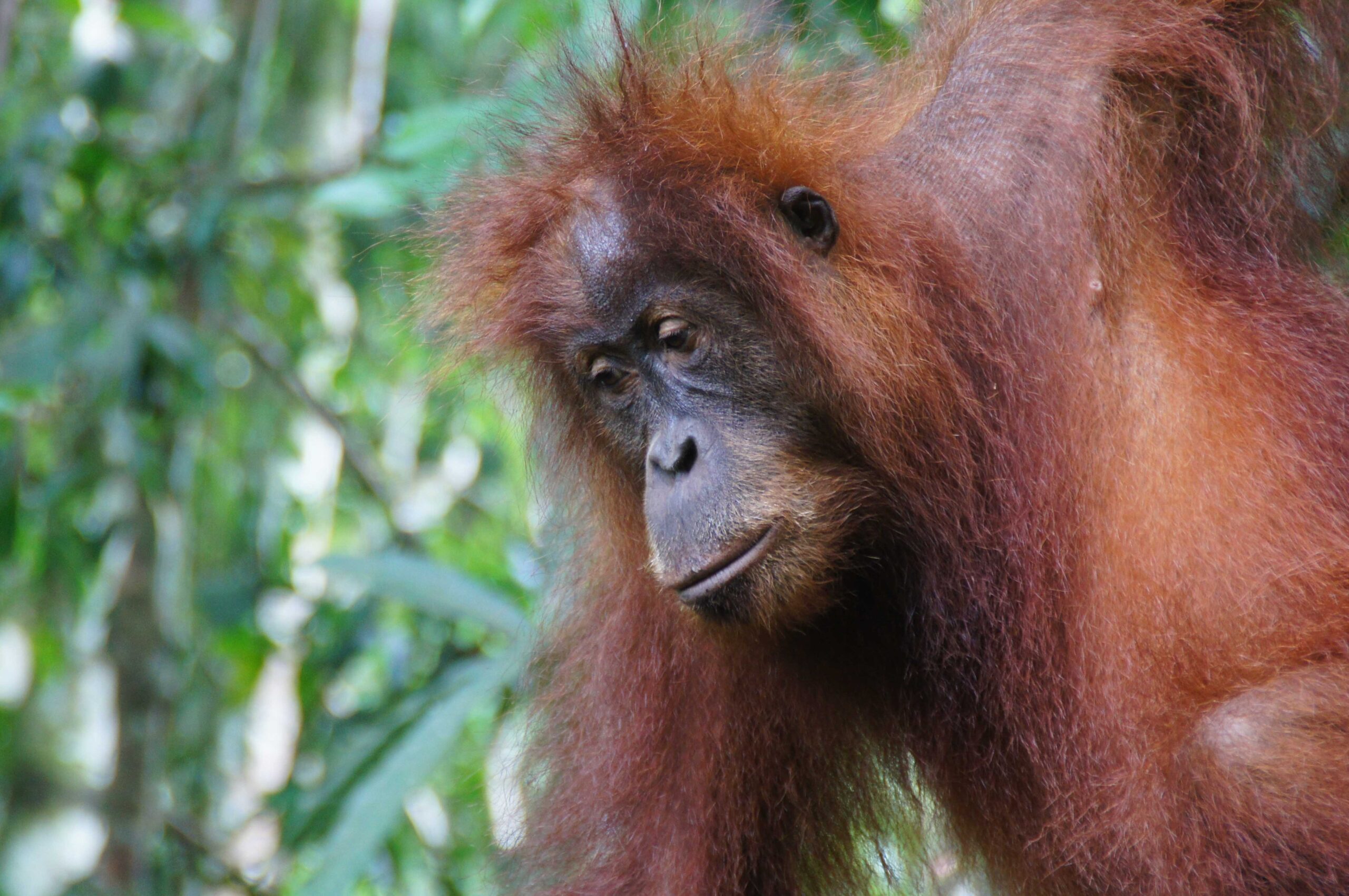 5 days jungle trekking