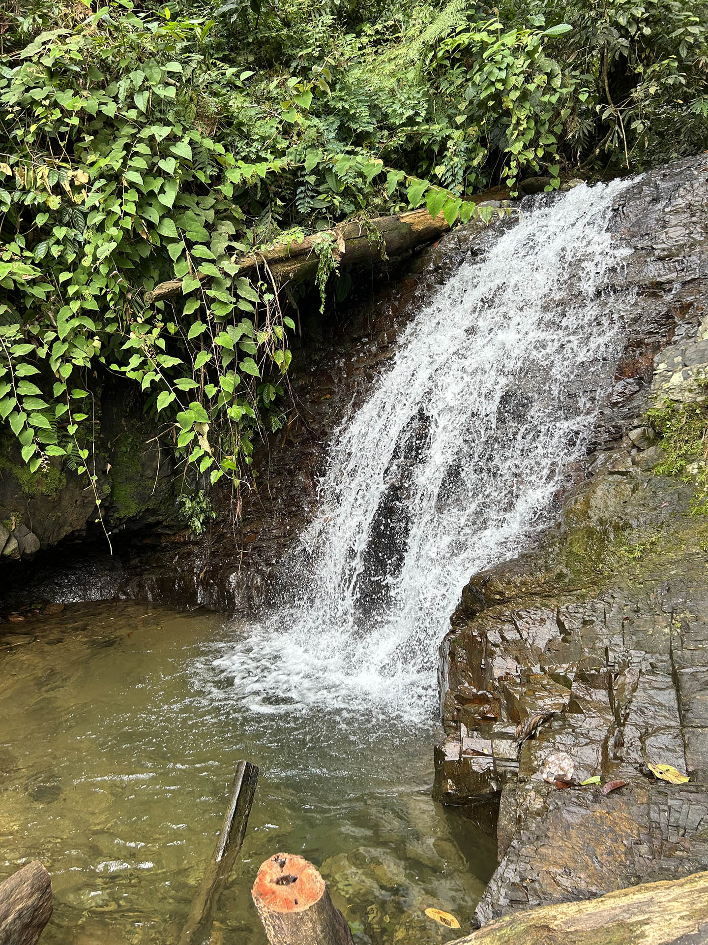 6 days jungle trekking